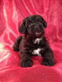 Male Miniature Schnoodle Puppy for sale #4 Born 3-29-13,Professional Schnoodle Breeders with Puppies for sale|Standard,Mini, and Giant